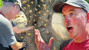 Services d'apiculture offerts par Manon Houle