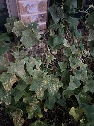 Image result for whitefly in cucumber