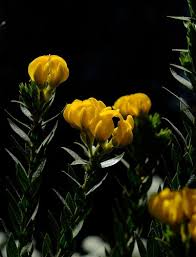 Image result for Hydrostachys polymorpha