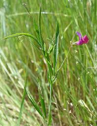 Image result for Lathyrus hirsutus