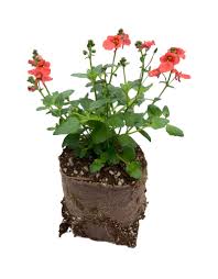 Image result for Diascia