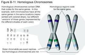 The Inheritance Of Huntingtons Disease Text And Audio