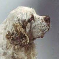 Kopek Cinsleri Kopek Irklari Kopek Turleri Clumber Spaniel Kopek Turleri Kopek