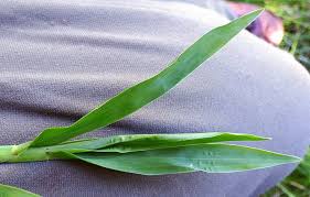 Image result for Paspalum conjugatum