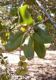 Image result for Pappea capensis