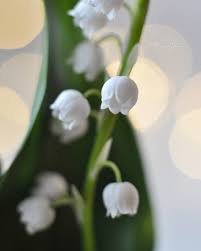 Because of their beautiful aesthetics, an entire lily of the valley garden looks . Blisschen ã§ Instagram Julia Ok8