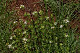 Image result for Otiophora inyangana