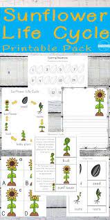 Coloring pictures and sheets of f. Life Cycle Of A Sunflower Worksheet Printables Sunflower Life Cycle Plant Life Cycle Worksheet Plant Life Cycle