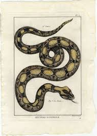 Pin By Amado Garcia On Tattoos Snake Art Snake Patterns Illustration Art