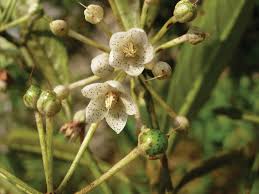 Image result for Myrsinaceae