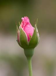 We did not find results for: Ava Rylee Obituary 2016 2016 Odessa Tx Odessa American