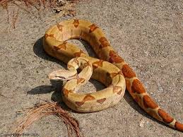 Animals Plants Of The Desert Biomes Of The World Desert Animals Desert Biome Desert Biome Plants