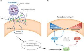 Plant cell wall research at the ccrc is carried out by six independently funded groups. Dynamic Fungal Cell Wall Architecture In Stress Adaptation And Immune Evasion Abstract Europe Pmc