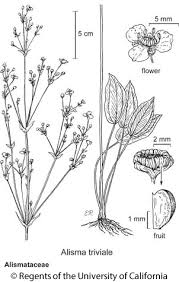 Image result for Alismataceae