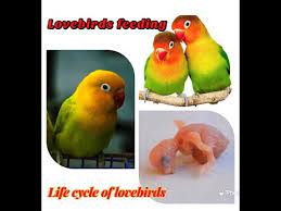 Life Cycle Of Lovebirds How To Hand Feed Lovebirds Babies Parrot Or Lovebirds Care Youtube Love Birds Parrot Talking Parrots