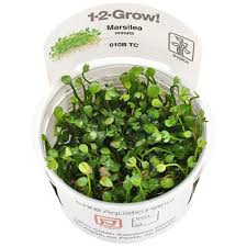 Image result for Eleocharis minuta