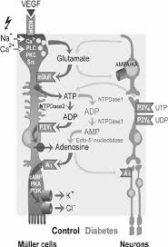 Parafoveal müller cell is depicted as a solid structure composed of three rigid segments, r1, r2 and r3, of different lengths l 1, l 2 and l 3. Modulation Of Retinal Muller Glial Cell Functions And Of Their Download Scientific Diagram