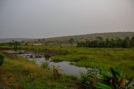 Image result for Syngonanthus poggeanus