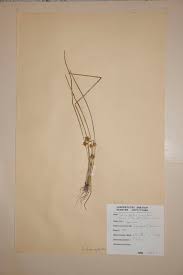 Image result for Schoenoplectiella leucantha