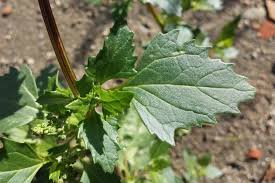 Image result for Chenopodiastrum