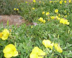 Maybe you would like to learn more about one of these? Beach Evening Primrose Urban Bushland Council Wa