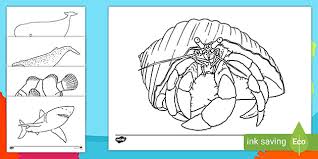 Free Under The Sea Creatures Colouring Sheets Primary Resources