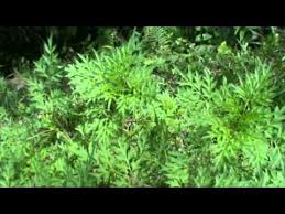 Sharing how to prepare kerabu selom. Ulam Raja Or Cosmos Caudatus Youtube