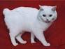 Manx Cat Breed Profile | Petfinder