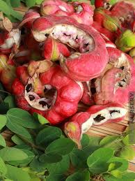 Image result for Pithecellobium dulce