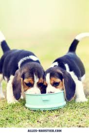 Du wirst unzählige bücher und blogs darüber finden wie hunde, katzen, hasen… zu halten und zu pflegen sind. 710 Susse Hunde Ideen Susse Hunde Hunde Tiere