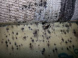 Exemple de boutons dus aux piqûres des punaises de lit. Punaises De Lit Tout Savoir Pour S En Debarrasser