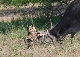 Báo hoa mai bất ngờ tấn công, kéo lê con nghé vào bụi rậm: Trâu mẹ ...