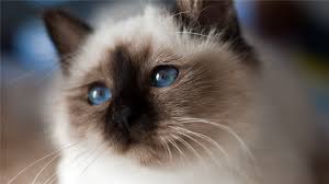 Lilac Point Birman Kittens For Sale Google Kuvahaun Tulos Kohteessa Http Www Deviantart Com Download 275187076 Sacred Birma Ii By A Psycho Akari D4ju7pg Png Birman Cat Ragdoll Cat Himalayan Cat