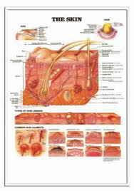 Hackman Promotional Solutions 3d Anatomical Chart The Skin