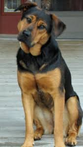 With the friendly face of a husky in a pomeranian's small body, it makes a great alternative to a full sized husky. German Shepherd Rottweiler Mix Breed Info Characteristics And Pictures Animalso