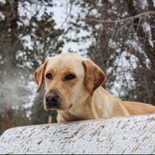Winners of Pointing Class Event with 40 Pointers