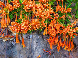 Maybe you would like to learn more about one of these? Vines Dress Up Outdoor Spaces The Star
