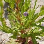 Image result for Crepidorhopalon spicatus