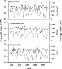 Image result for Xylopia wilwerthii