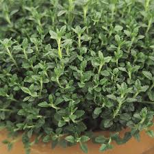 Image result for Teucrium