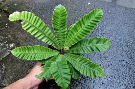 Image result for Asplenium lividum