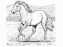 Caballo Para Colorear Caballo Para Colorear Dibujos De Caballos Dibujos Para Pintar