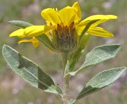 Image result for Polyspatha hirsuta