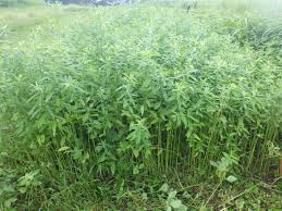 Image result for Crotalaria juncea