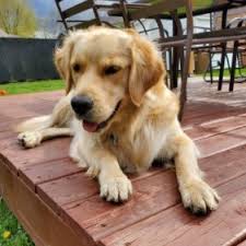 The first recognized yellow labrador retriever was born in 1899. 3 Best Mini Golden Retriever Breeders In The Usa 2021 We Love Doodles