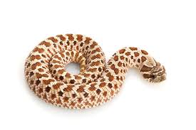 If your pet reptile is experiencing a medical emergency, contact an experienced reptile veterinarian immediately. Western Hognose Snake Care Sheet Reptiles Magazine