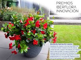 Image result for dipladenie hybrida rio obrázek