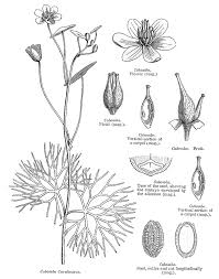 Image result for Cabombaceae