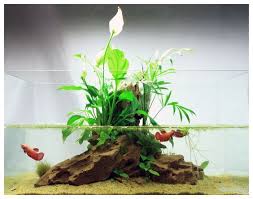 Betta Should Absolutely Under No Circumstances Be Kept Together They Will Kill Each Other Furthermore Be Aquarium Design Betta Aquarium Aquascape Aquarium