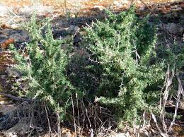 Image result for Asparagus minutiflorus